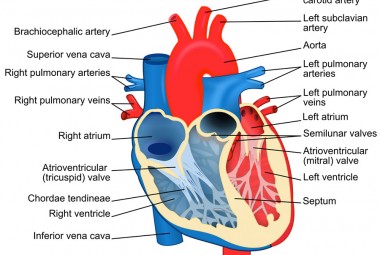 What’s Chordae Tendineae and Its Connection with Mitral Valve Prolapse